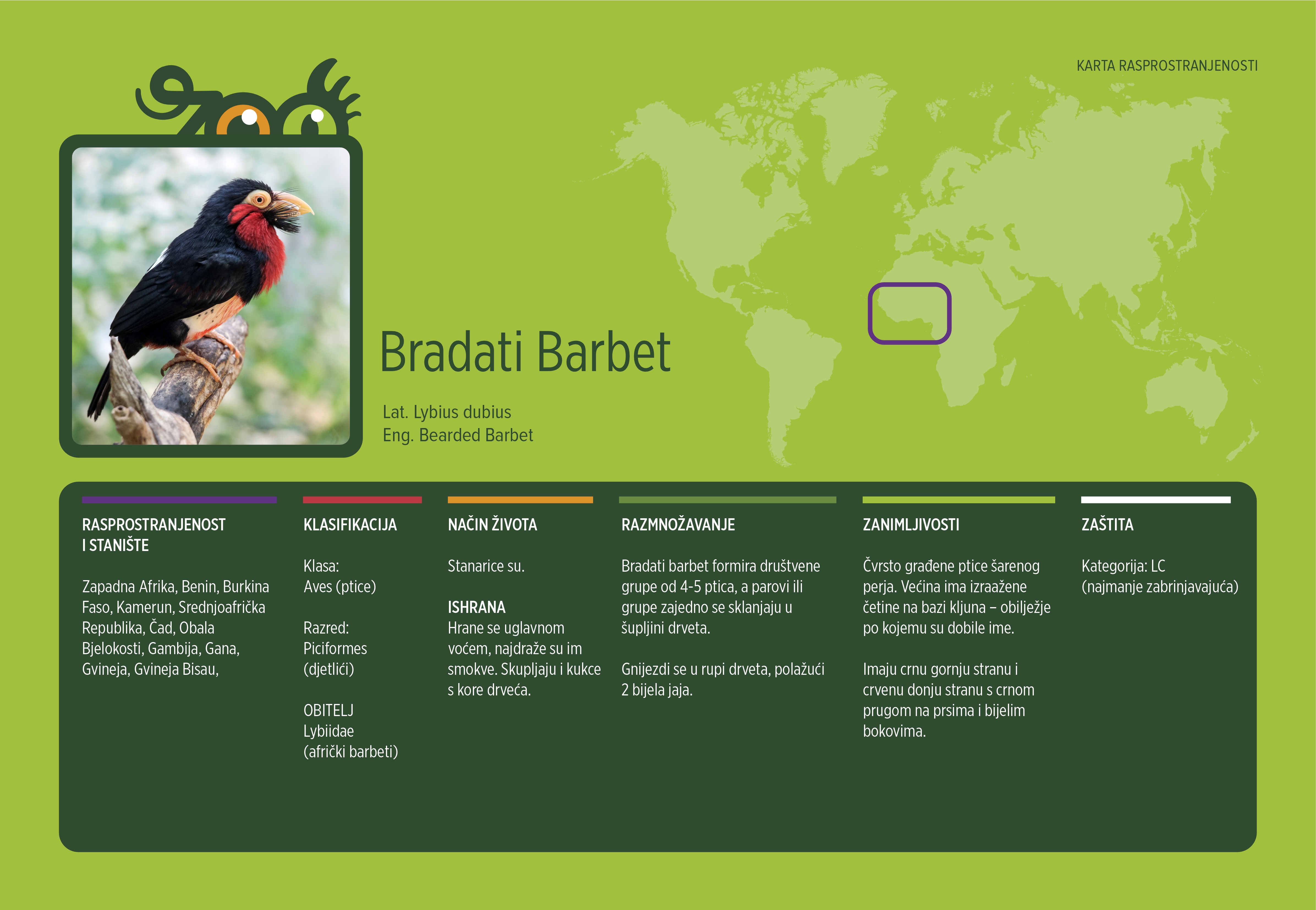 Bradati barbet